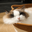 Paw & Nest™ Cocoon Basket