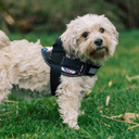 Paw&Nest™ Comfort-Control  Harness