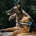 Paw&Nest™ Comfort-Control  Harness