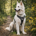 Paw&Nest™ - No-Pull Dog Harness