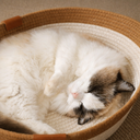 Paw & Nest™ Cocoon Basket